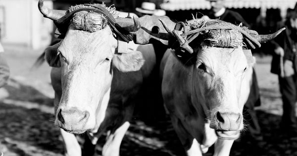 Attelage de bœufs : épreuve photographique NB sur verre par Edmond Pernet (vers 1930, cote : 8PH/723)