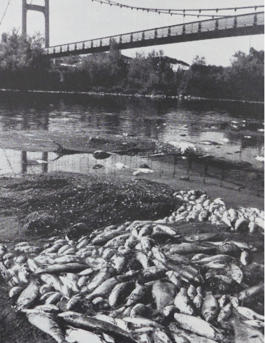 Poissons morts suite à la libération accidentelle d’acroléine dans le Rhône le 19 décembre 1976, par l’usine Pechiney-Ugine-Kuhlmann de Pierre-Bénite  Photographie Michel Moreau, collection particulière